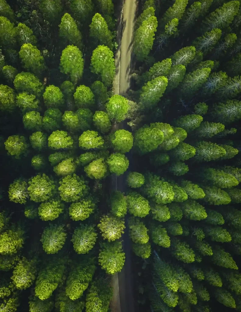 Bosque con muchos árboles verdes